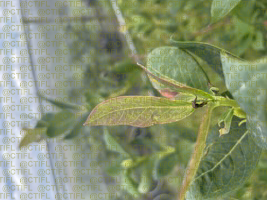Cécidomyie du myrtillier (Dasineura oxycoccana) : dégâts